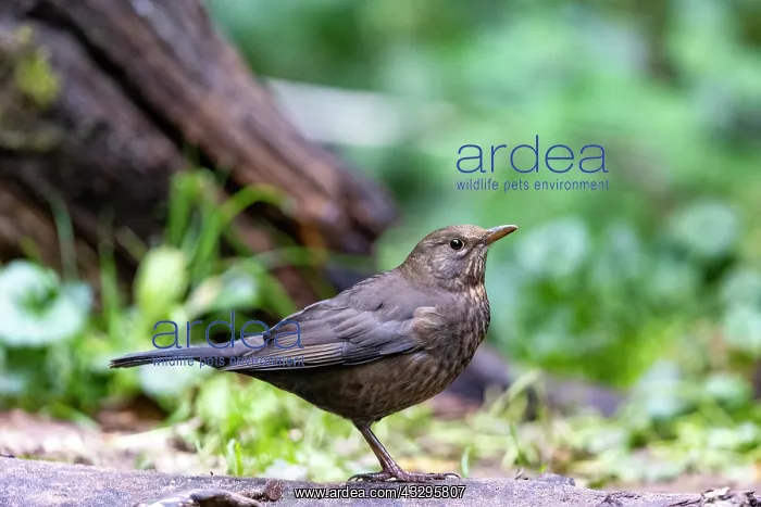 : France, Bretagne, Ille et Vilaine, Merle noir (Turdus merula) : France, Bretagne, Ille et Vilaine, Merle noir (Turdus merula)