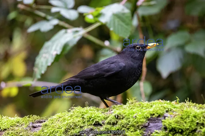 : France, Bretagne, Ille et Vilaine, Merle noir (Turdus merula) : France, Bretagne, Ille et Vilaine, Merle noir (Turdus merula)
