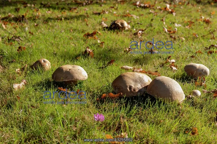 : France, Bretagne, Ille et Vilaine, Champignons, Cepe de Borde : France, Bretagne, Ille et Vilaine, Champignons, Cepe de Borde