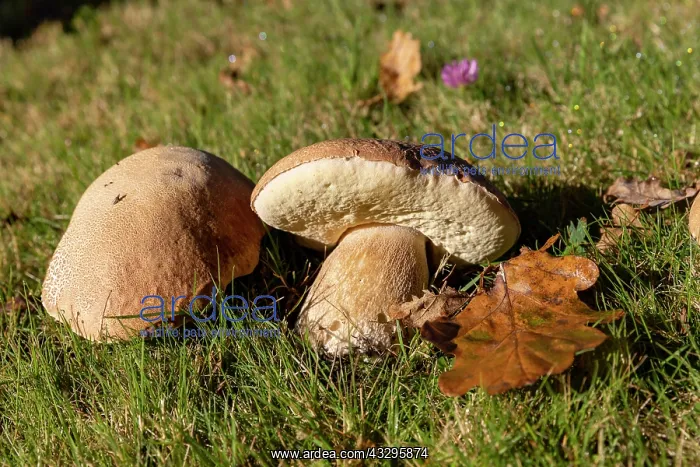 : France, Bretagne, Ille et Vilaine, Champignons, Cepe de Borde : France, Bretagne, Ille et Vilaine, Champignons, Cepe de Borde