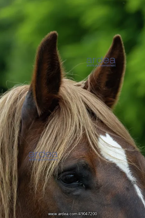 : HORSE. France, Bretagne, Ille et Vilaine, Ecomusée de Rennes : HORSE. France, Bretagne, Ille et Vilaine, Ecomusée de Rennes