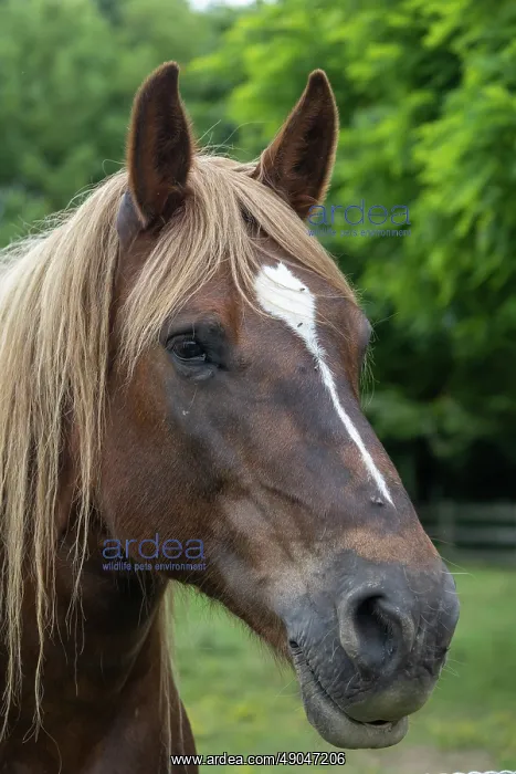 : HORSE. France, Bretagne, Ille et Vilaine, Ecomusée de Rennes : HORSE. France, Bretagne, Ille et Vilaine, Ecomusée de Rennes