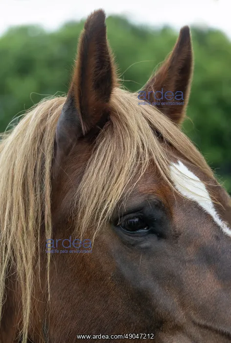 : HORSE. France, Bretagne, Ille et Vilaine, Ecomusée de Rennes : HORSE. France, Bretagne, Ille et Vilaine, Ecomusée de Rennes