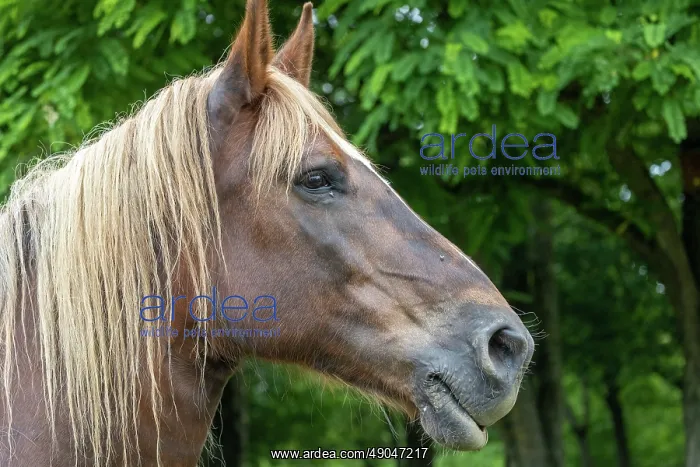 : HORSE. France, Bretagne, Ille et Vilaine, Ecomusée de Rennes : HORSE. France, Bretagne, Ille et Vilaine, Ecomusée de Rennes