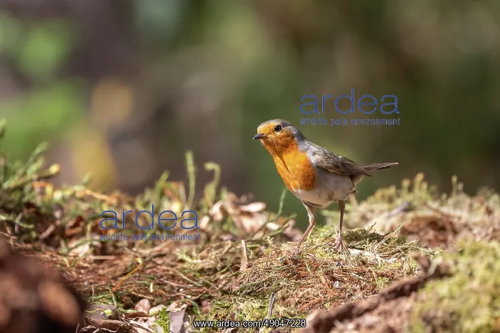 : ROBIN. France, Bretagne, Ille et Vilaine, Rouge gorge : ROBIN. France, Bretagne, Ille et Vilaine, Rouge gorge
