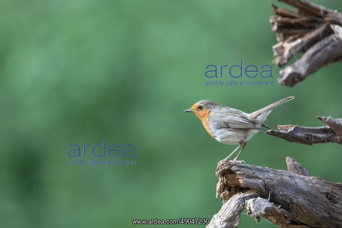 : ROBIN. France, Bretagne, Ille et Vilaine, Rouge gorge : ROBIN. France, Bretagne, Ille et Vilaine, Rouge gorge