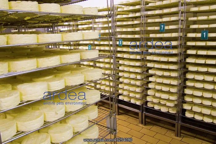: France, Briouze, Gillot Dairy, production : France, Briouze, Gillot Dairy, production