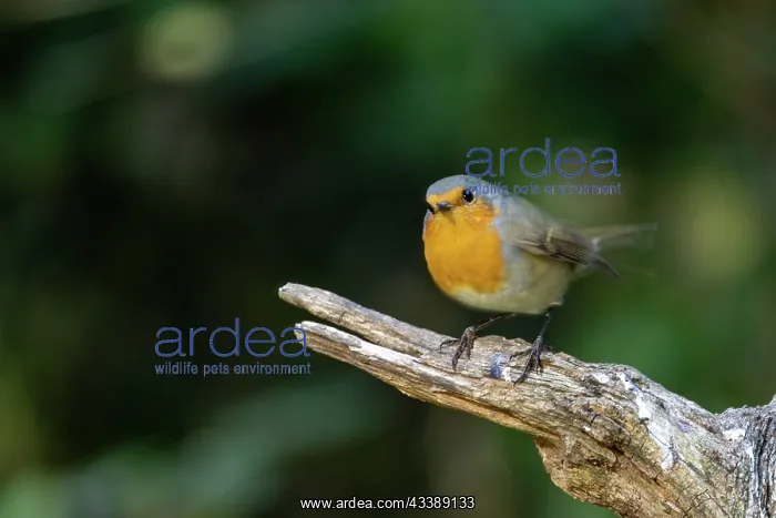 : ROBIN. France, Brittany, Ille et Vilaine), Robin : ROBIN. France, Brittany, Ille et Vilaine), Robin