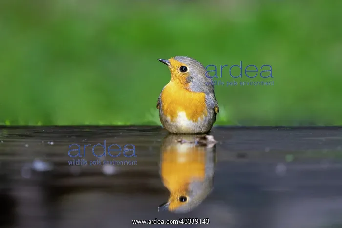  : ROBIN. France, Brittany, Ille et Vilaine), Robin (Erithacus rubecula), drinking
