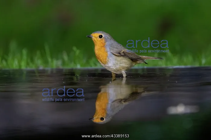 : ROBIN. France, Brittany, Ille et Vilaine), Robin (Erithacus rubecula), drinking : ROBIN. France, Brittany, Ille et Vilaine), Robin (Erithacus rubecula), drinking