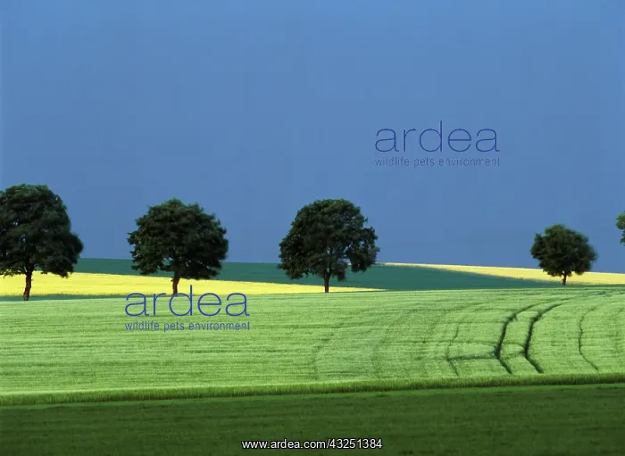 : France, Burgundy, grass and colza fields : France, Burgundy, grass and colza fields