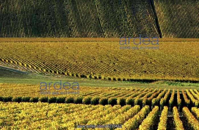 : France, Burgundy, Yonne. Vinyards of Chablis : France, Burgundy, Yonne. Vinyards of Chablis