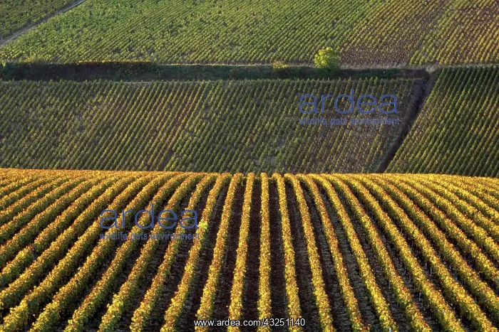 : France, Burgundy, Yonne. Vinyards of Chablis : France, Burgundy, Yonne. Vinyards of Chablis
