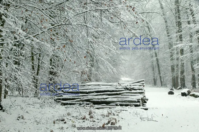  : France - Compiegne Forest in snow, Oise