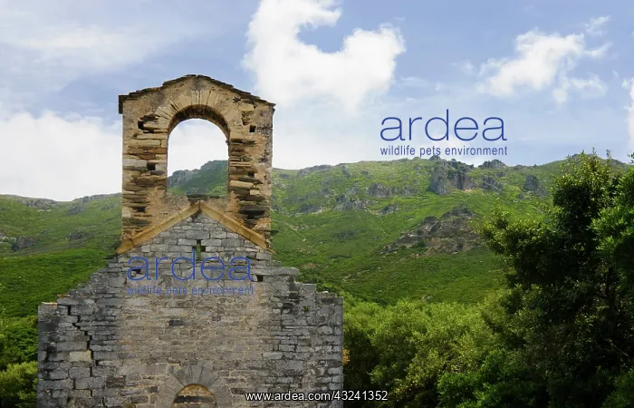 : France, Corsica. Abandoned stone church : France, Corsica. Abandoned stone church