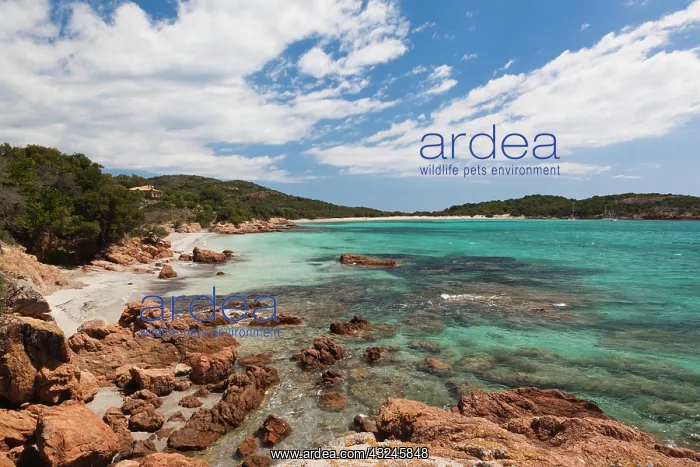 : France, Corsica, Baie de Rondinara bay : France, Corsica, Baie de Rondinara bay