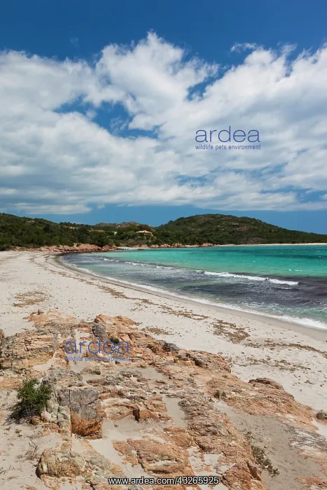: France, Corsica, Baie de Rondinara bay : France, Corsica, Baie de Rondinara bay