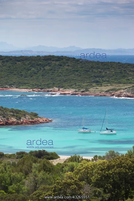 : France, Corsica, Baie de Rondinara bay : France, Corsica, Baie de Rondinara bay
