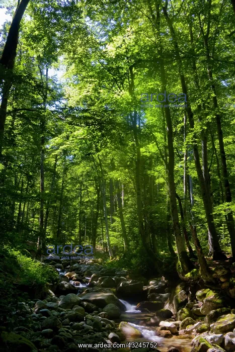 : France, Corsica. Beech forest (Fagus sylvatica) : France, Corsica. Beech forest (Fagus sylvatica)