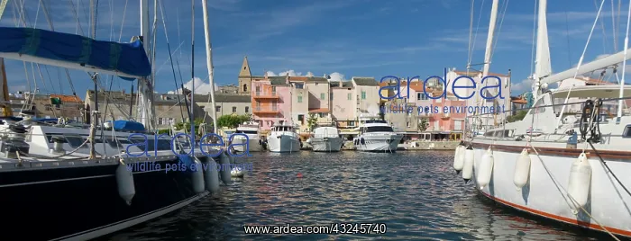 : France, Corsica. Boats in marina at St : France, Corsica. Boats in marina at St