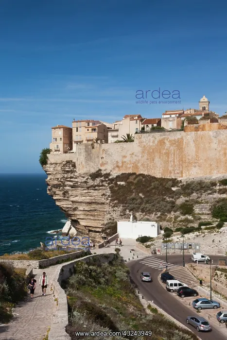 : France, Corsica, Bonifacio, cliffside houses : France, Corsica, Bonifacio, cliffside houses