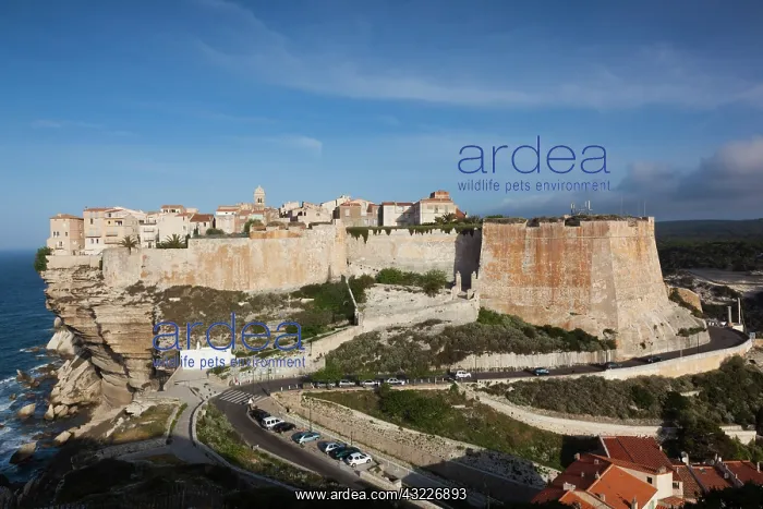 : France, Corsica, Bonifacio, elevated view : France, Corsica, Bonifacio, elevated view