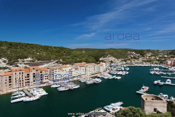 : France, Corsica, Bonifacio, elevated view : France, Corsica, Bonifacio, elevated view
