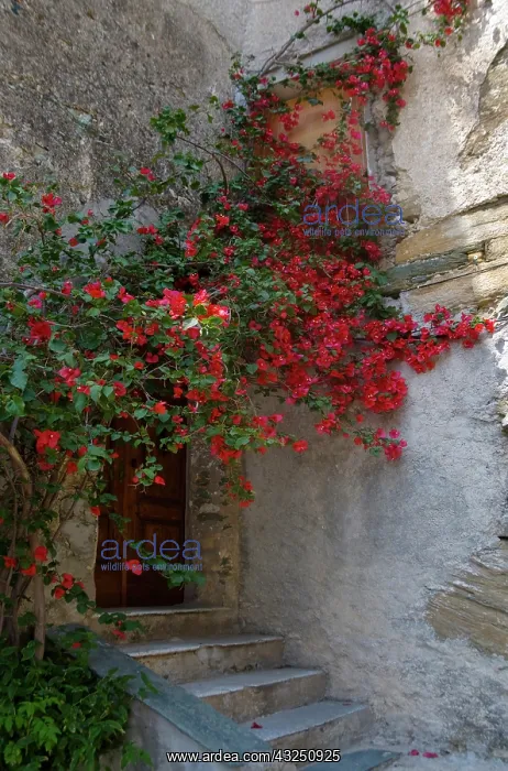 : France, Corsica. Bougainvillea in bloom : France, Corsica. Bougainvillea in bloom