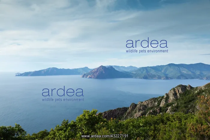: France, Corsica, Calanche, Piana, elevated : France, Corsica, Calanche, Piana, elevated