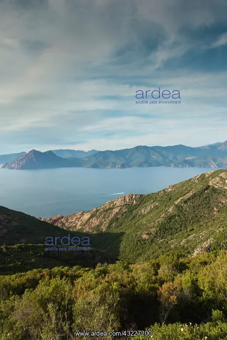 : France, Corsica, Calanche, Piana, elevated : France, Corsica, Calanche, Piana, elevated