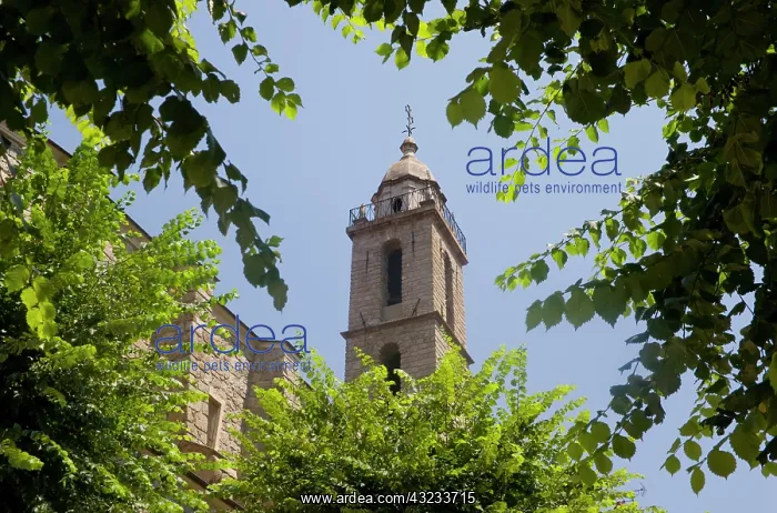 : France, Corsica. Church in Sartene : France, Corsica. Church in Sartene