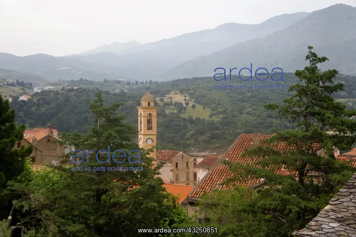  : France, Corsica. Church steeple in Corte