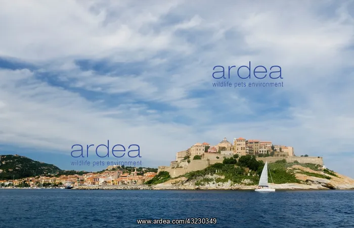  : France, Corsica. Cirrus clouds above old