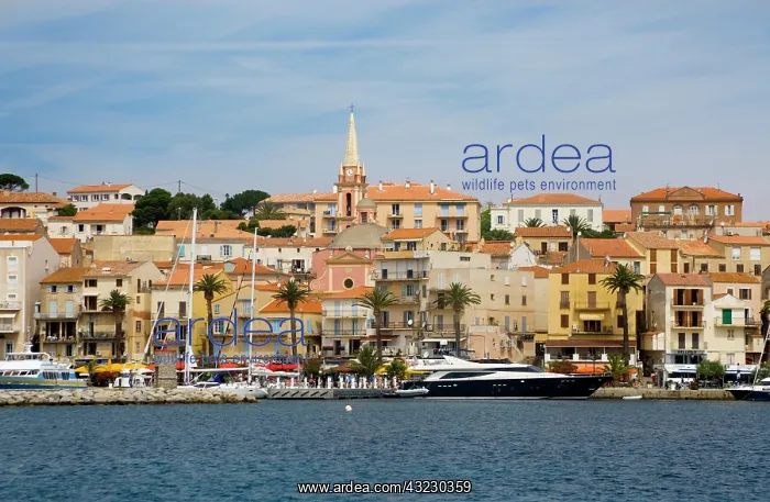 : France, Corsica. City of Calvi : France, Corsica. City of Calvi