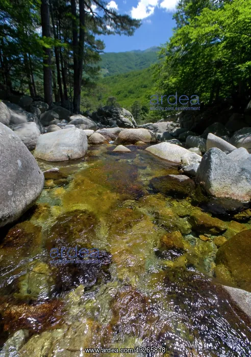 : France, Corsica. Clear water and granite : France, Corsica. Clear water and granite