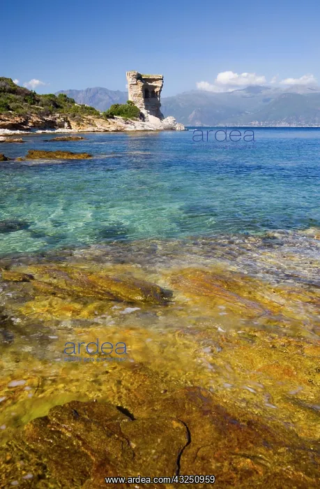 : France, Corsica. Clear water in Gulf of : France, Corsica. Clear water in Gulf of