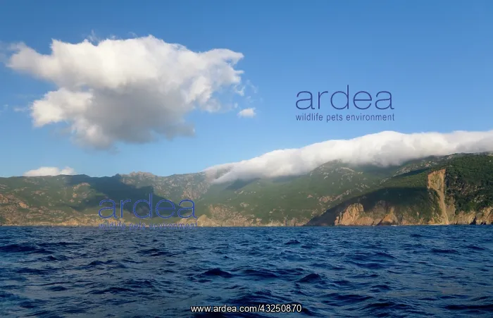  : France, Corsica. Clouds blow over peaks