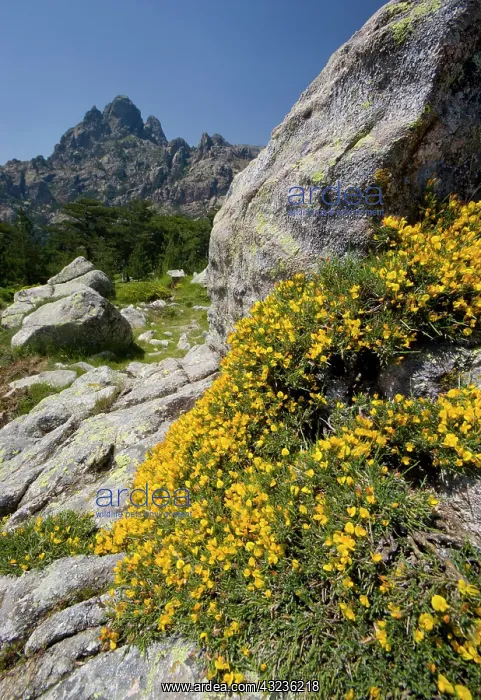 : France, Corsica. Corsican gorse (Genista : France, Corsica. Corsican gorse (Genista