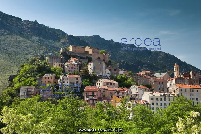 : France, Corsica, Corte, city and Citadel : France, Corsica, Corte, city and Citadel