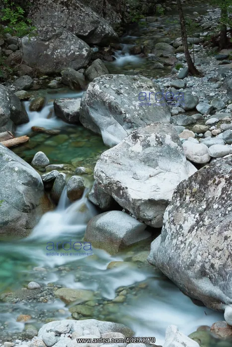 : France, Corsica, Corte, Gorges de la Restonica : France, Corsica, Corte, Gorges de la Restonica