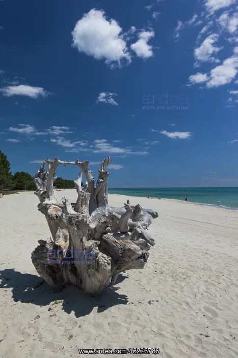 : France, Corsica, Costa Serena, Ghisonaccia : France, Corsica, Costa Serena, Ghisonaccia