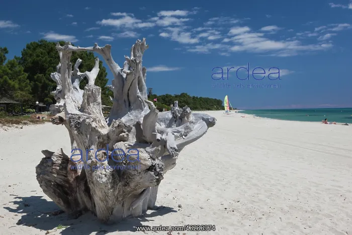 : France, Corsica, Costa Serena, Ghisonaccia : France, Corsica, Costa Serena, Ghisonaccia