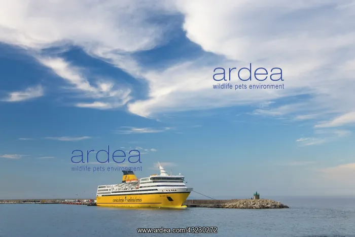 : France, Corsica. Ferry below cirrus clouds : France, Corsica. Ferry below cirrus clouds