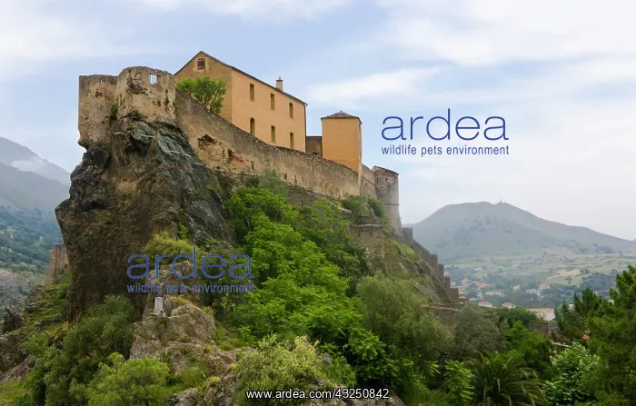  : France, Corsica. Fortress on rock in Corte