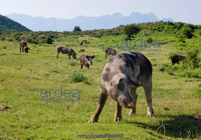 : France, Corsica. Free range pigs foraging : France, Corsica. Free range pigs foraging