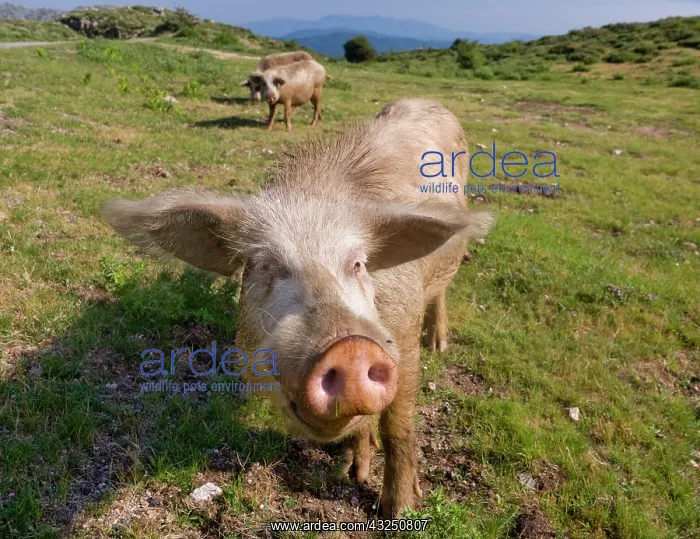 : France, Corsica. Free range pigs foraging : France, Corsica. Free range pigs foraging