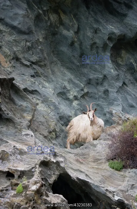 : France, Corsica. Goat on steep cliffs on : France, Corsica. Goat on steep cliffs on