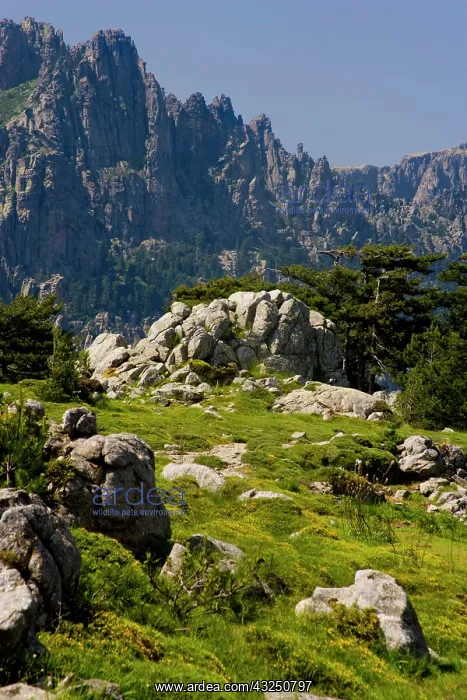 : France, Corsica. Granite boulders, gorse : France, Corsica. Granite boulders, gorse