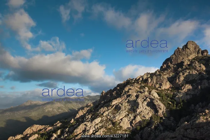 : France, Corsica, La Alta Rocca, Col de Bavella : France, Corsica, La Alta Rocca, Col de Bavella