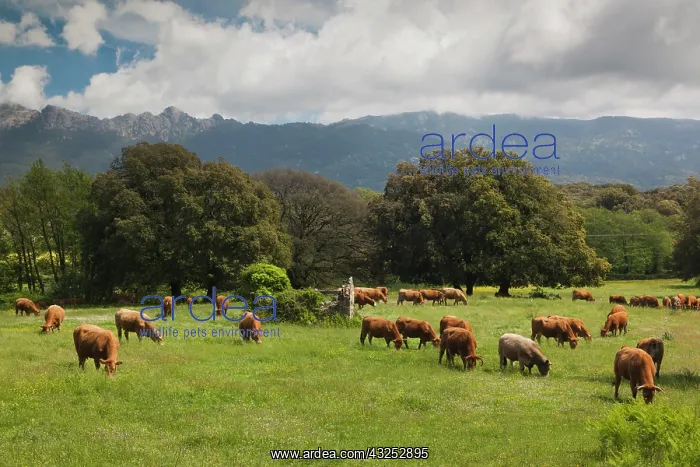 : France, Corsica, La Alta Rocca, Levie, cattle : France, Corsica, La Alta Rocca, Levie, cattle
